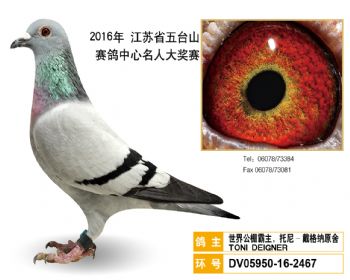 55世界公棚霸主,托尼戴格纳原舍,DV05950162467