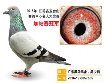 加站赛冠军