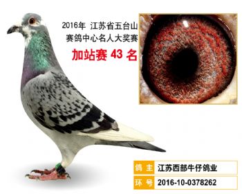 加站赛43名