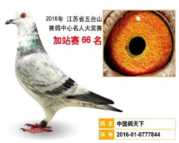 加站赛66名