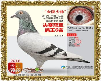 江苏长江决赛冠军