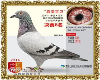 江苏长江决赛6名