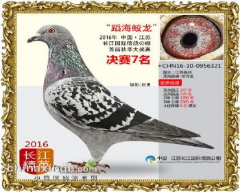 江苏长江决赛7名