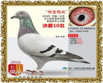 江苏长江决赛10名