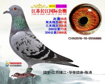 江苏长江决赛16名