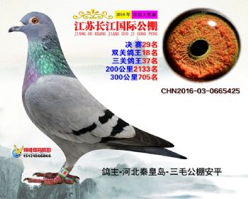 江苏长江决赛29名