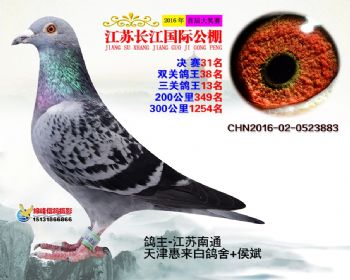江苏长江决赛31名