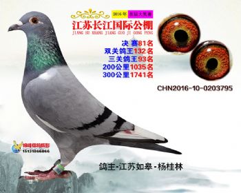 江苏长江决赛81名