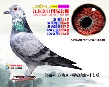 江苏长江决赛141名