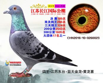 江苏长江决赛185名
