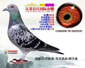 江苏长江决赛186名