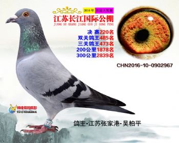 江苏长江决赛220名