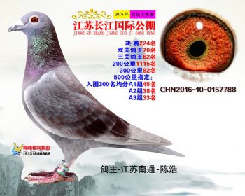 江苏长江决赛224名
