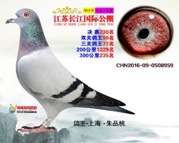 江苏长江决赛230名