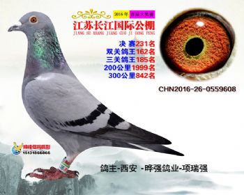 江苏长江决赛231名