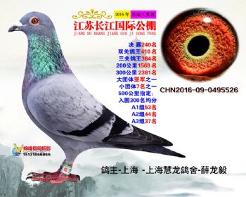江苏长江决赛240名