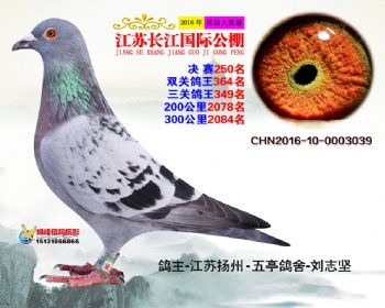 江苏长江决赛250名