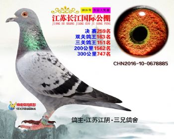 江苏长江决赛259名