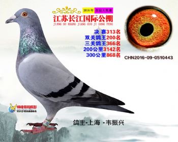 江苏长江决赛313名