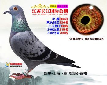 江苏长江决赛386名