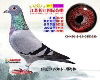 江苏长江决赛387名