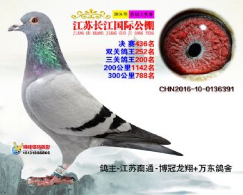 江苏长江决赛436名