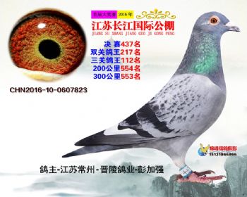 江苏长江决赛437名