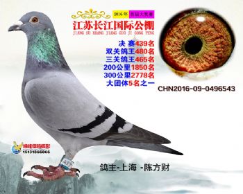 江苏长江决赛439名