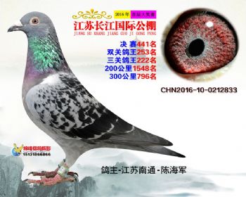 江苏长江决赛441名