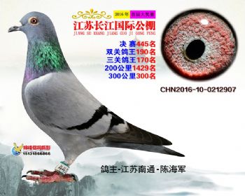 江苏长江决赛445名