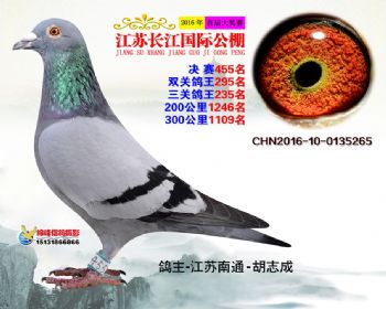 江苏长江决赛455名