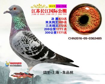 江苏长江决赛473名