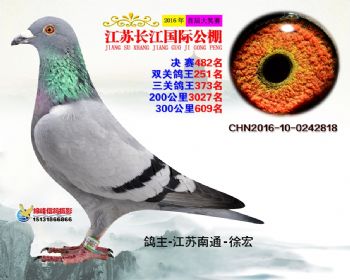 江苏长江决赛482名
