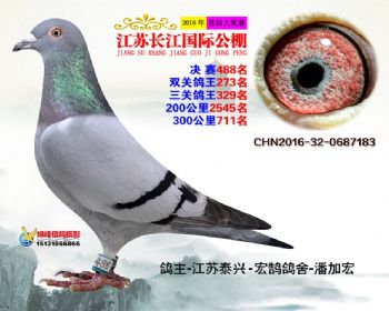 江苏长江决赛488名