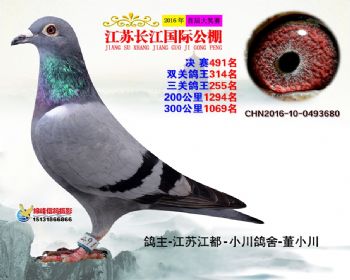 江苏长江决赛491名