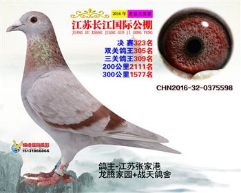 江苏长江决赛323名