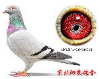 千元冠军父