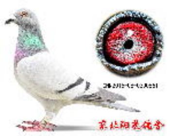 四关冠军