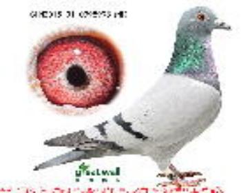 3.欧元号近血.0998998