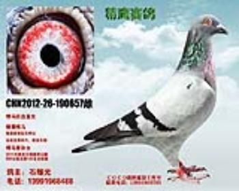 悍马回血之女
