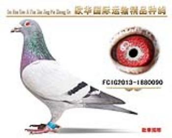 欧华顶级沃克奥林匹克全能鸽王灰姑娘近血直孙