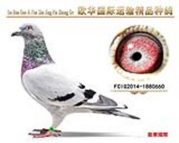 詹森詹森