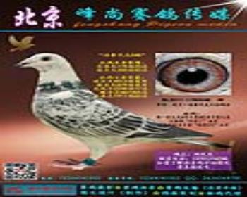 峰尚赛鸽传媒 - 中信网铭鸽展厅 www.ag188.com