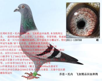 5,乔思·托内 飞奴精品回血种鸽