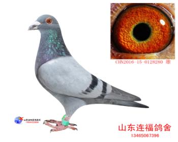 今晚结拍泰山号种鸽拍卖第九期 - 信鸽在线拍卖