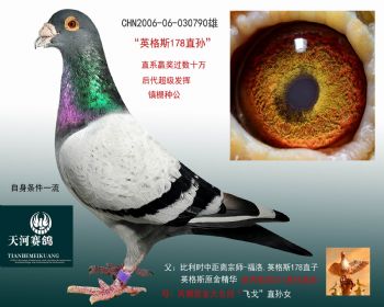 英格斯178直孙镇棚种雄推荐