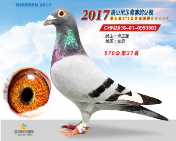 唐山尼尔森17年春570公里获奖鸽1—50名