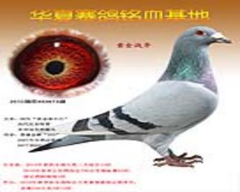 黄金迪尔巴