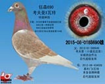 特留种鸽
