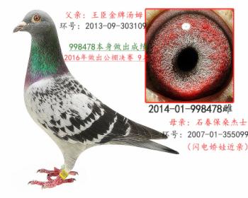 信鸽在线拍卖平台 - 中国信鸽信息网